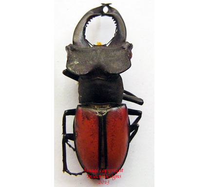 Lucanus laetus