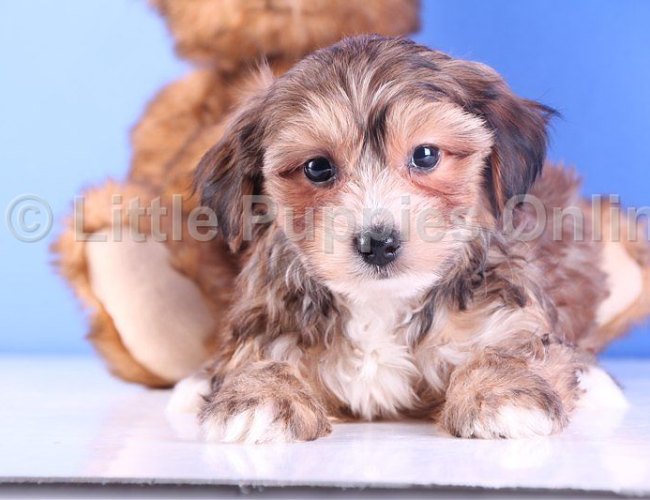 Wilson - FUN Morkie